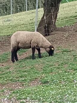Jehňata Suffolk