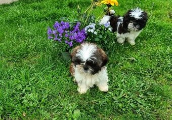 Shih-tzu - prodám štěňátka bez pp - 1