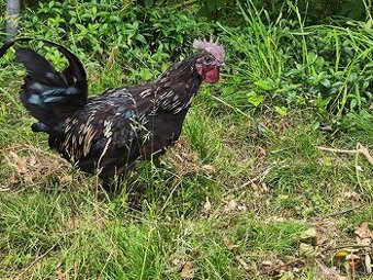 Kohout - Ayam Cemani