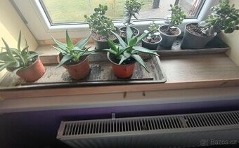 Tlustice a mýdlová aloe