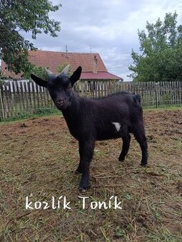 Holandská zakrslá koza