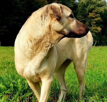 Kangal šteňata, šteňátko