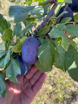 Trnky - Durancie samosber 20.9.sobota 8-15 hod