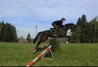 Ustájení a trénink