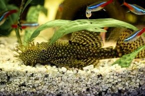 Akvarijní rybičky Ancistrus (Krunýřovec)