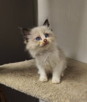 Ragdoll s průkazem původu