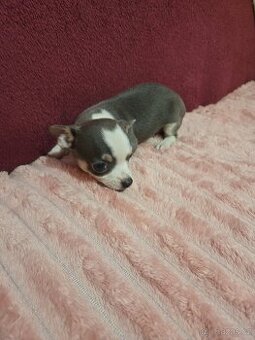 ČIVAVA KRATKOSRSTA MODRÝ CHLAPEČEK