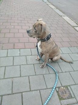 Štěně americký staford bazoš