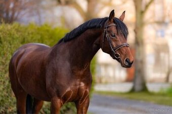 klisna pro dítě / amatéra