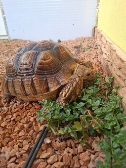 Prodam želvu ostruhatou Sulcata samice