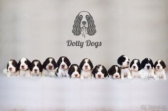 Anglický špringršpaněl štěně