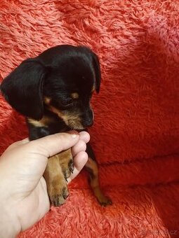 Jezevčík trpasličí