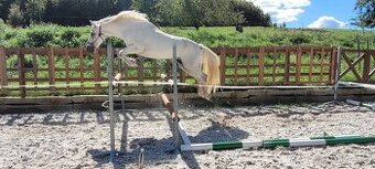 Prodám connemara hřebce