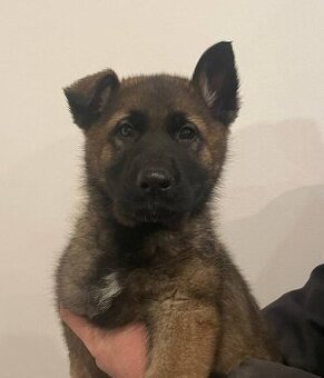 Německý ovčák s PP - fena ihned k odběru