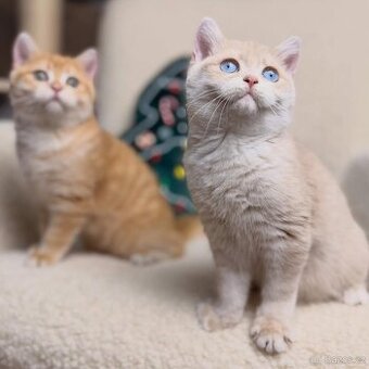 Lila zlatý britský kocourek – modré oči