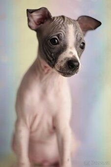 Americký bezsrstý teriér s PP FCI