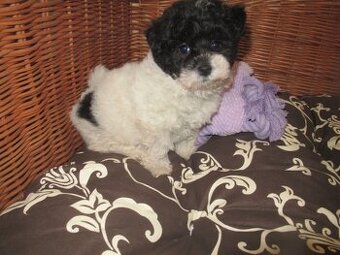 Boloňský psík ruská barevná boloňka