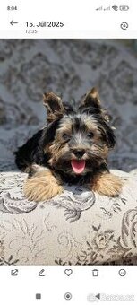 Yorkshire Biewer Terrier