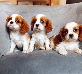 Cavalier king charles spaniel