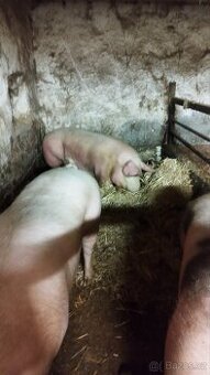 Vykrmené prase - sviňka