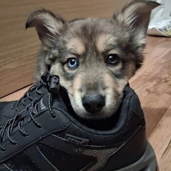 Štěně křiženec Husky a Alabaj