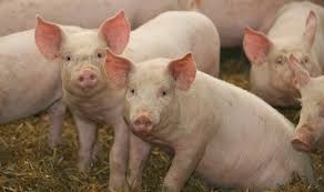 PRODÁM VYKRMENA PRASATA