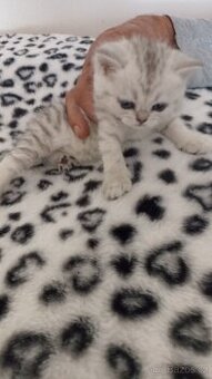 Britská whiskas kočička s PP