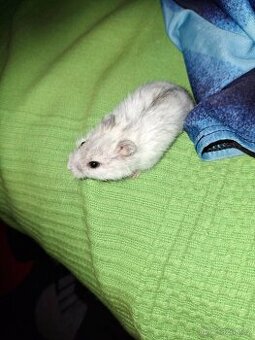 Křeček džungarsky