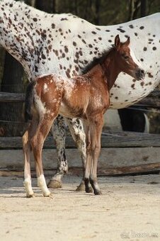 Appaloosa filly Arlina