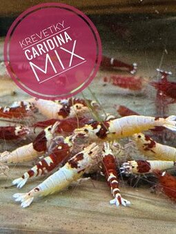 Krevetky Caridina MIX
