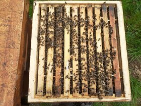 Vyzimované včelí oddělky - 1