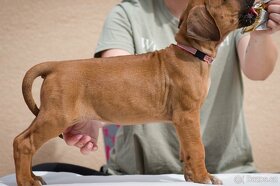 Rhodesian Ridgeback voľne fenočky - 1