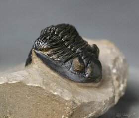 Trilobit s dokonalými očami - Fosilizované zviera - 5,3 cm