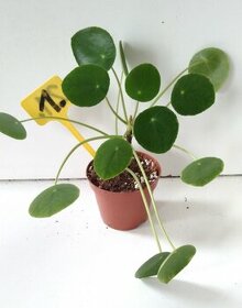 Pilea - pokojová rostlina