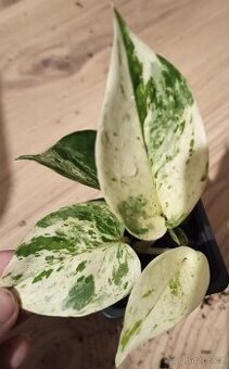 Epipremnum snow queen