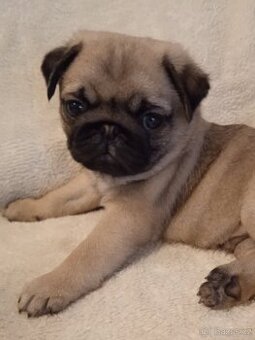 Mops