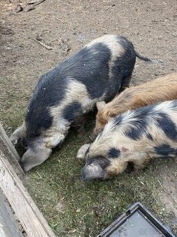 Kune Kune