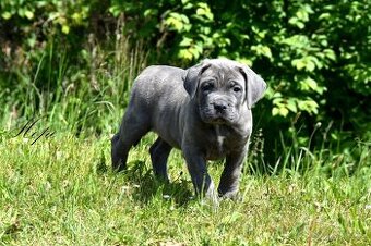 Cane Corso štěňata s FCI PP