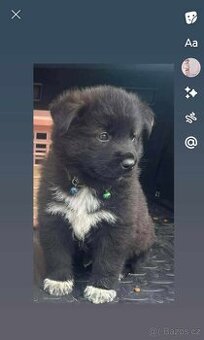 Labrador x Border Kolie