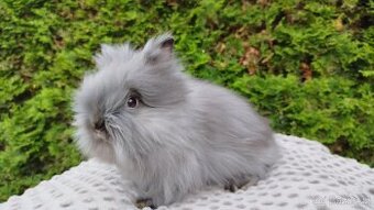 Zakrslý králík, králíček -(TEDDY)-OLIVIE