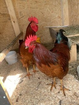 Kohout 🐓