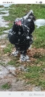 Brahmanka velká mottled