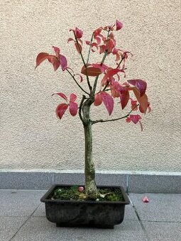 Bonsai, Bonsaj, jamadori, brslen evropský
