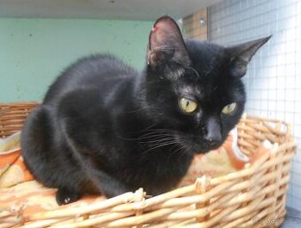 Černá, hodná 2letá Žofinka s výraznýma očima