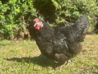 Prodej slepiček Želkovice, Třebívlice, Třebenice, Klapý.....