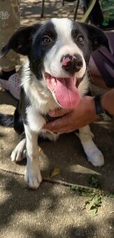 Prodám štěně border kolie - 1