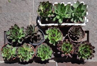 Prodám velké netřesky.10,-kus