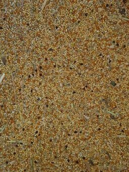 Slunečnice černá Proso