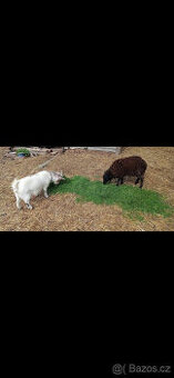 Ouessantská ovce, ovečka