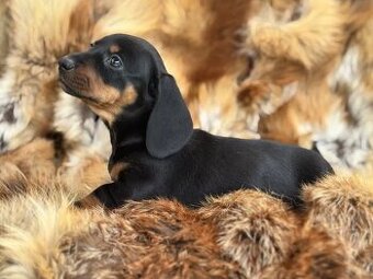 Jezevčík hladkosrstý trpasličí bez PP